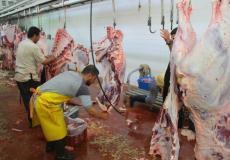 "السيد علي المغربي" بالشجاعية يطلق مشروع توزيع اللحوم الطازجة