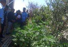 ضبط 220 شتلة ماريجوانا داخل مشتلا للمخدرات في يطا