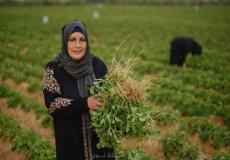 رام الله: "الاقتصاد" تعلن تقديم منح لدعم النساء في القطاع الزراعي