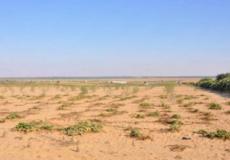 ارض المندوب في رفح وخانيونس جنوب قطاع غزة