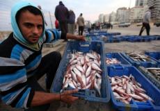 الأسماك في غزة