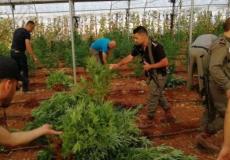 الأمن يتمكن من ضبط  أشتال مخدرة في 20 دونما بجنين