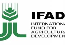 الصندوق الدولي للتنمية الزراعية