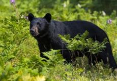 دب مفترس - أرشيفية 