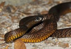 أم الفحم : مواطن يعثر على أفعى سامة 