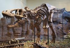 هيكل ديناصور "ارشيف"