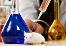 تجربة لقاح على الفئران.