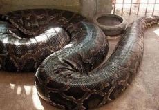 أفعى ضخمة تلتف على جسد طفل