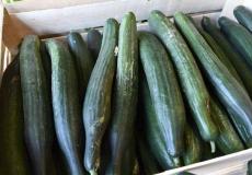 محصول الخيار