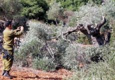 مستوطنون يدمرون أشجار زيتون ويسرقون ثمارها جنوب غرب نابلس