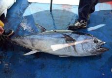 أسماك التونة