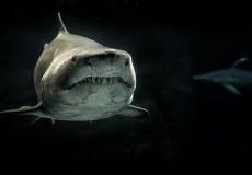 سمك القرش- ارشيف