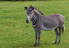 حمار وحشي- ارشيفية