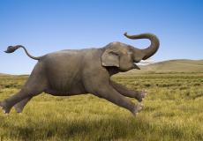 شاهد ماذا فعل فيل لإنقاذ فتى يغرق