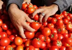 تصدير الطماطم خارج غزة - توضيحية