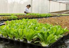 إنطلاق حملة وطنية لزراعة الحدائق المنزلية بالخضار في طولكم