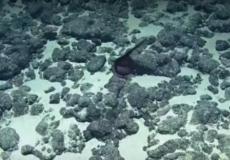 ظهور وحش بحري غريب