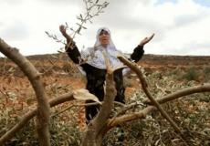 آثار اعتداءات المستوطنين -أرشيف-