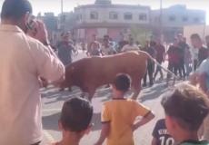 عجل هارب في خانيونس جنوب قطاع غزة يثير ذعر المواطنين