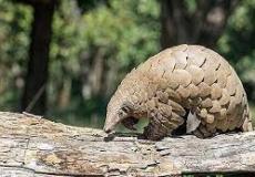 حيوان البنغولين