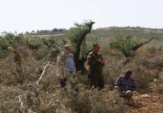 حقول - ارشيفية