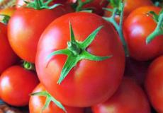 ارتفاع اسعار البندورة في غزة