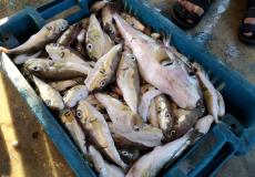 سمك الأرنب السام في غزة