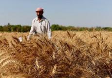 القمح المصري