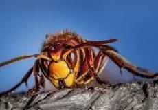 دبابير عدوانية عملاقة تهاجم هذه الدولة