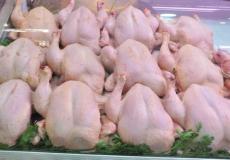 اسعار الدواجن في غزة اليوم