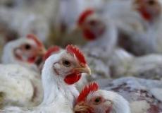 أسعار الدجاج واللحوم في غزة اليوم الخميس