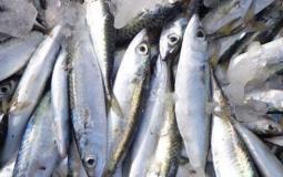 ضبط سمك فاسد في غزة