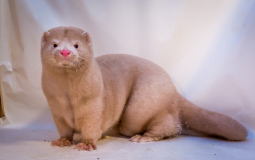 حيوان المنك