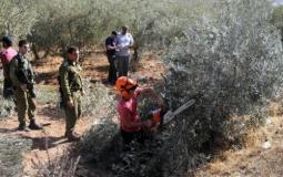 الاحتلال الإسرائيلي يقتلع اشجار زيتون