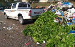 زراعة غزة تتلف مزروعات مصابة من جراء رش الاحتلال مبيدات ضارة