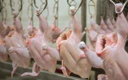 أسعار الدواجن واللحوم في سوق غزة اليوم - سعر كيلو الدجاج