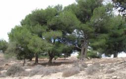 فعالية لزراعة أشجار الزيتون لمناسبة يوم الشجرة في طوباس