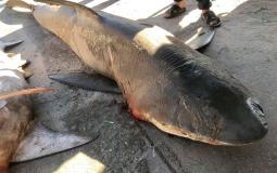 اصطياد سمكة قرش  في بحر محافظة خان يونس