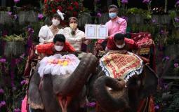 حفل زفاف على ظهور فيلة في تايلاند