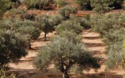 أشجار الزيتون في فلسطين