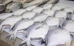 سمك الزبيدي - توضيحية