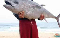 صياد غزي يصطاد سمكة التونة