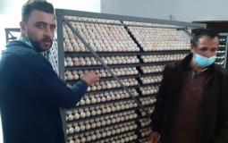 زراعة غزة تتلف شحنة بيض مخصب