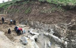 شجرة متحجرة