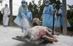 ذبح الخنازير خشية من تفشي حمى الخنازير الافريقية