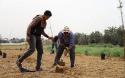 العمل الزراعي يبدأ بزراعة 160 دونم بأشجار الخوخ ذات الجودة العالية في قطاع غزة