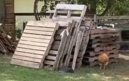 صورة للدجاجة التي حدت ملايين المشاهدات على تويتر