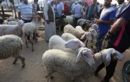 زراعة غزة تحذر من كارثة كبيرة سوف تصيب قطاع الإنتاج الحيواني