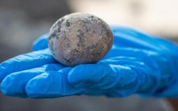 بيضة عمرها ألف عام