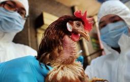 الصين تسجل اول اصابة بالعالم بانفلونزا الطيور